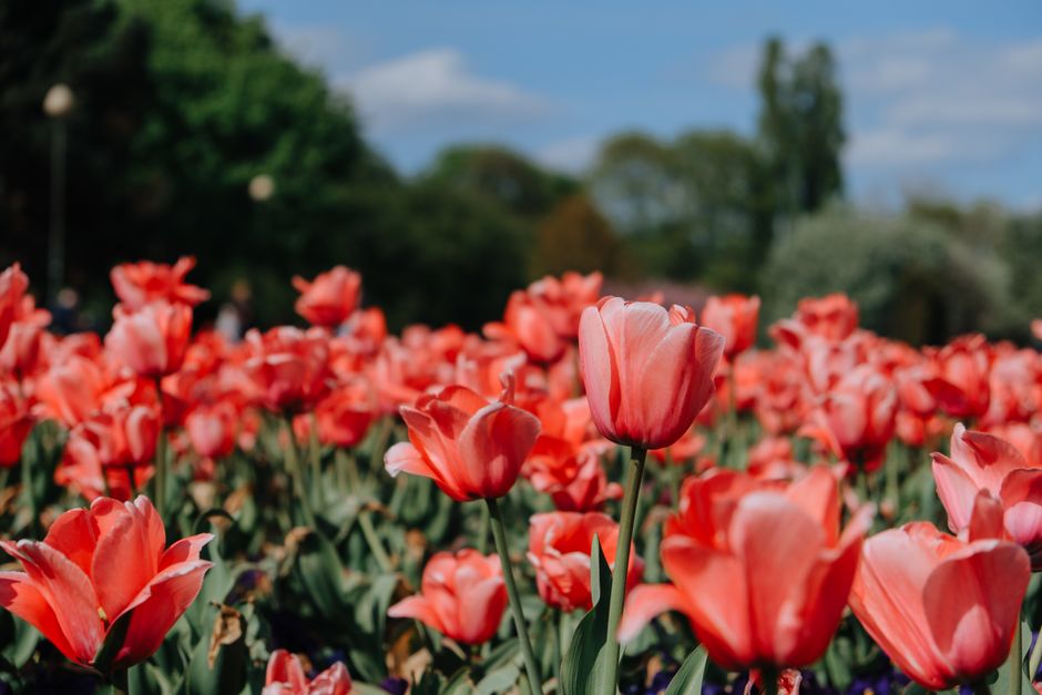 https://twickenhamflowers.org.uk/blog/twickenham-council-rules-for-placing-flowers-on-public-land/
