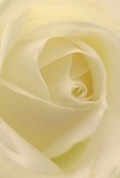 This image draws you gently into the heart of a cream-white rose, as if cradled by the petals themselves under the still morning sky of Twickenham. The petals unfurl in a captivating spiral, their texture almost weightless-soft as fresh dew gathered near Marble Hill Park. A serene luminosity graces the bloom, with ivory folds highlighted and delicate shadows adding depth and subtle intrigue, mirroring the peaceful atmosphere found along the Thames Path. The rose radiates quiet admiration and sincerity-a symbol of respect, sympathy, or a fresh beginning, crafted with the care of a local florist attuned to Twickenham's spirit. Its understated fragrance hovers in the imagination, a gentle reminder of the thoughtful artistry within every bouquet arranged for our neighbours. The close-up perspective reveals not just the physical beauty, but the tender craftsmanship and emotion behind each bespoke arrangement chosen for life's most meaningful moments in Twickenham.